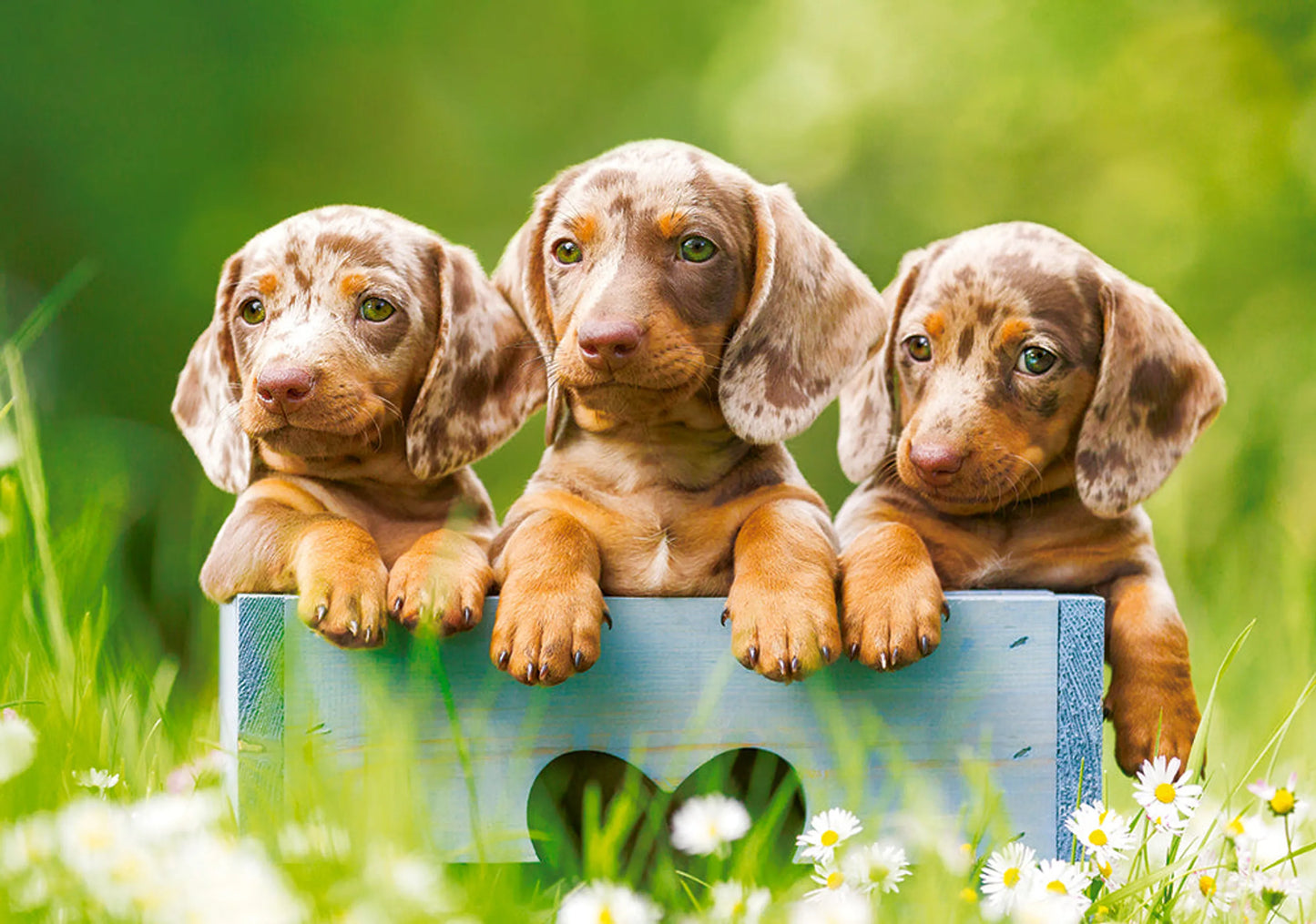 Sweet picture of Cute Dachshunds dogs - 500 Piece